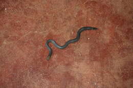 Image of Elliot's Earth Snake