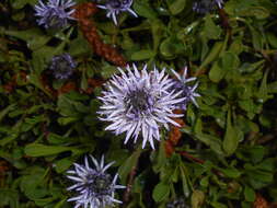 Image of Heart-leaf Globe Daisy