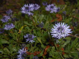 Image of Heart-leaf Globe Daisy