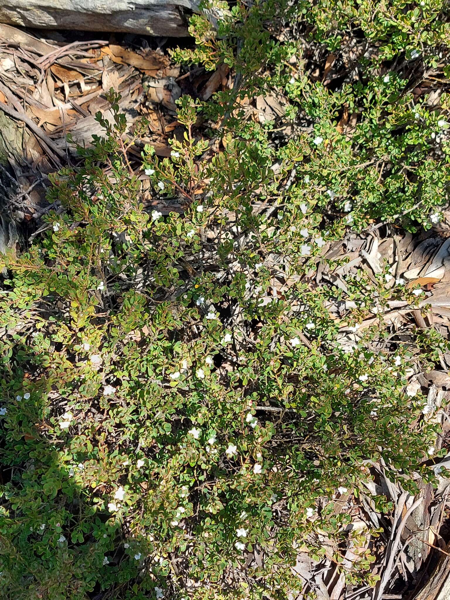 Image of Philotheca obovalis (A. Cunn.) Paul G. Wilson