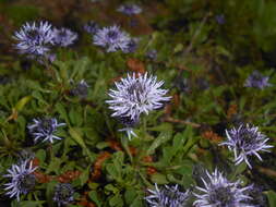 Image of Heart-leaf Globe Daisy