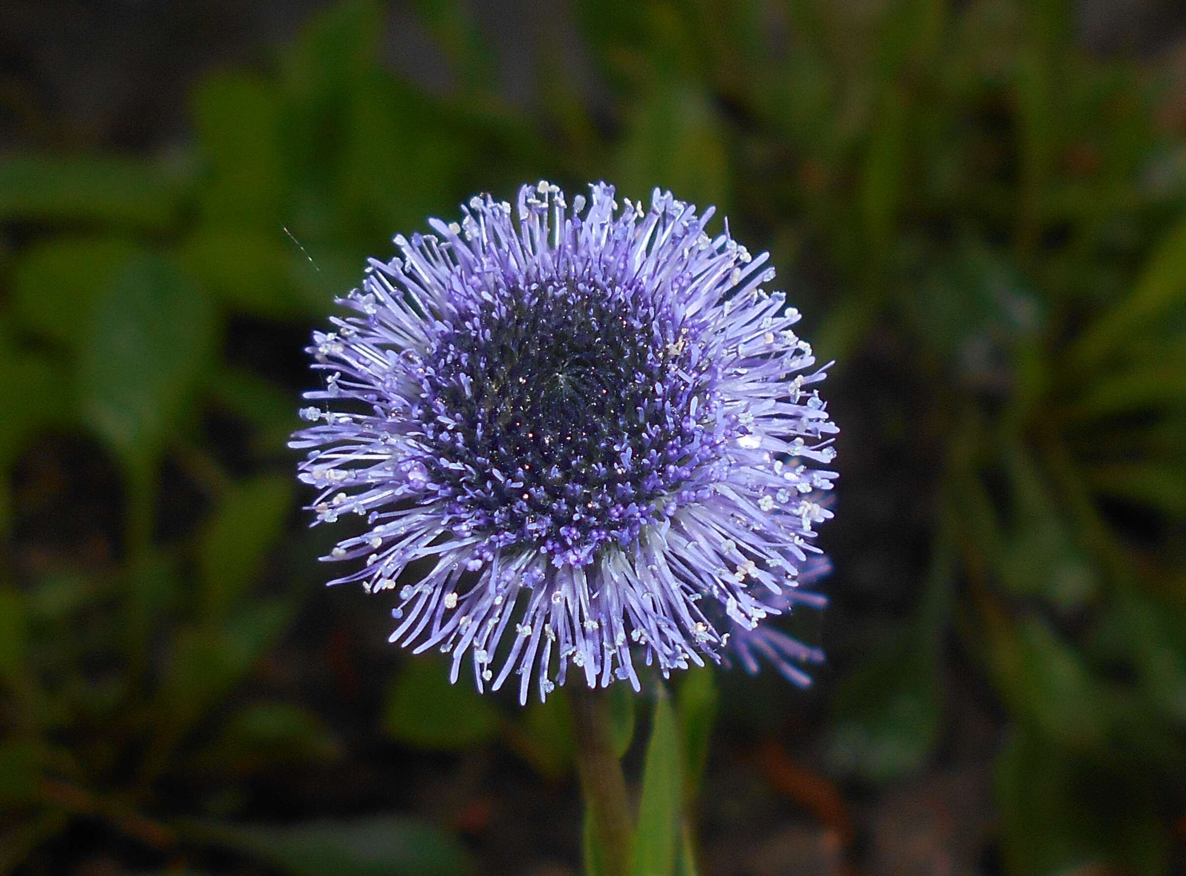 Image of Globularia bisnagarica L.