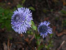 Image of Globularia bisnagarica L.