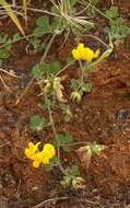 Image of Lotus emeroides R. P. Murray