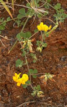 Image de Lotus emeroides R. P. Murray