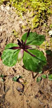 Image of Blue Ridge wakerobin