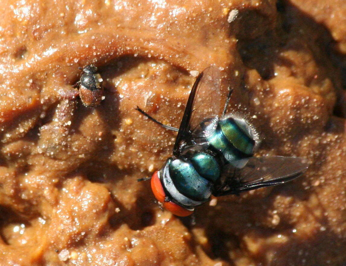 Image of Onthophagus pullus Roth 1851