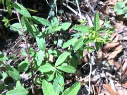 Image of sweet spurge