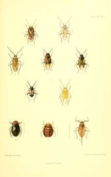 Image of Aphelocheirus subgen. Aphelocheirus Westwood 1833