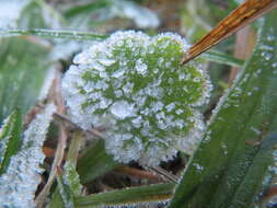 Imagem de Geranium molle L.