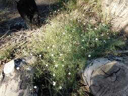 Image of cliff desertdandelion