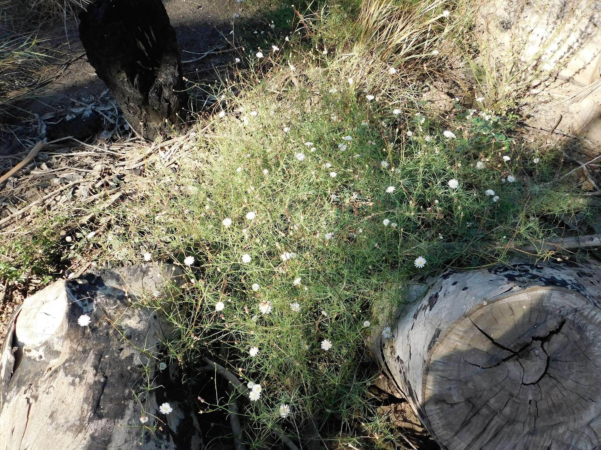 Imagem de Malacothrix saxatilis var. tenuifolia (Nutt.) A. Gray