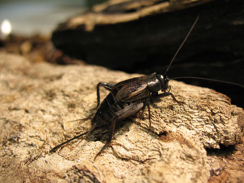 Image of Fall Field Cricket