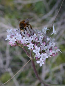 Image of Anthophora plumipes (Pallas 1772)