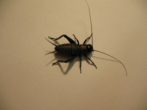 Image of Fall Field Cricket