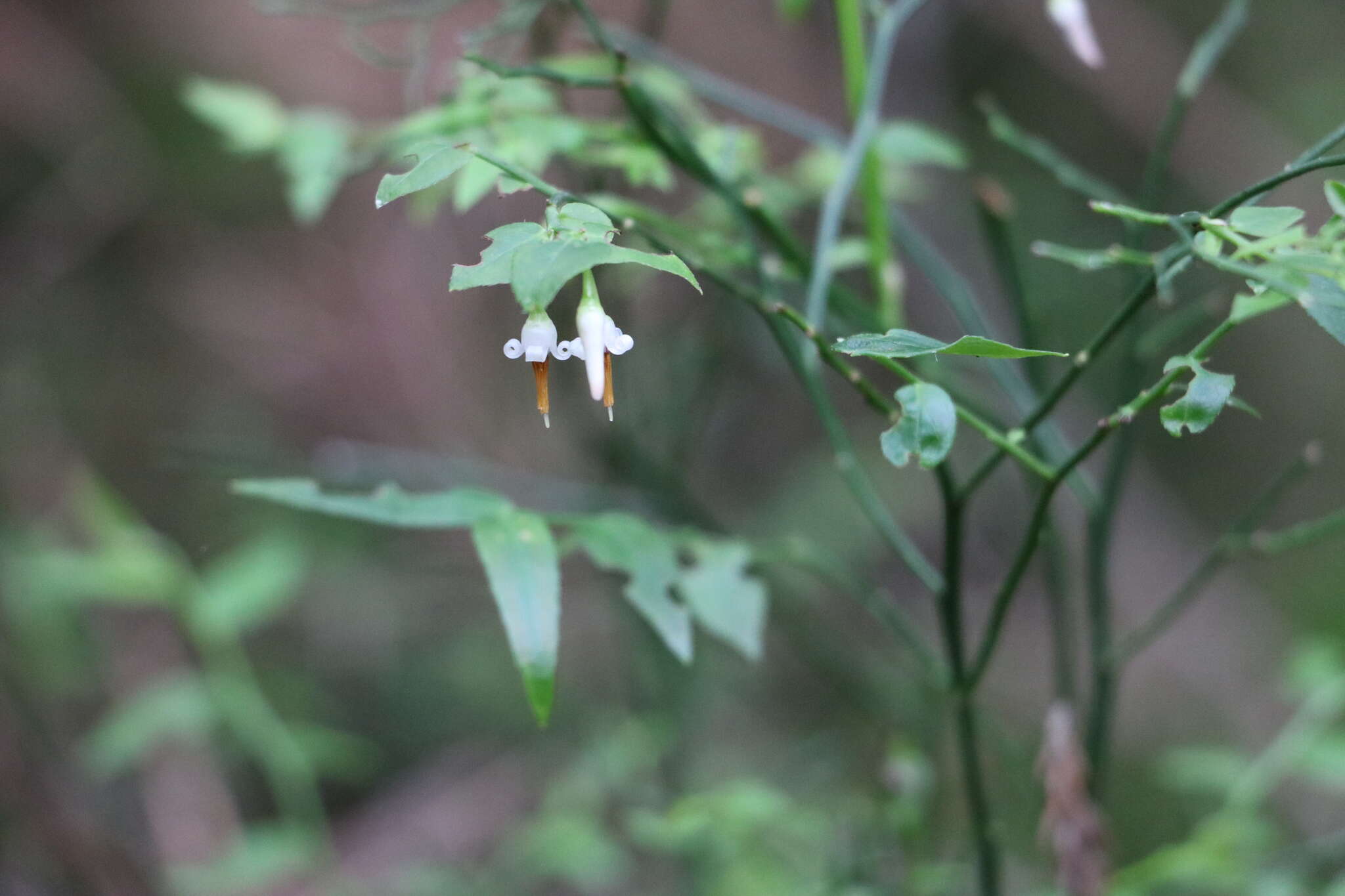 Imagem de Vaccinium japonicum var. lasiostemon Hayata