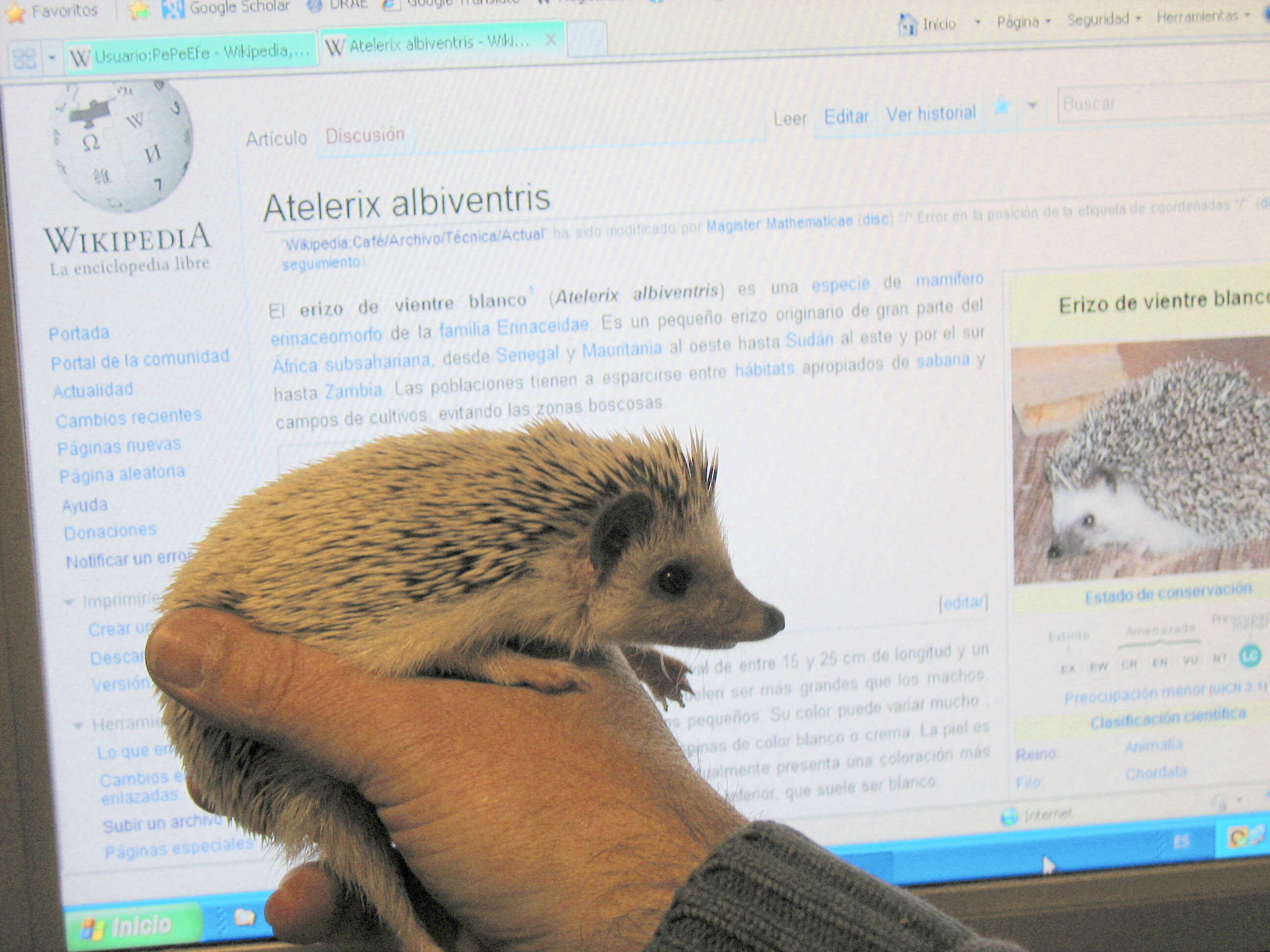 Image of Four-toed Hedgehog