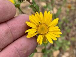 Image of rough gumweed