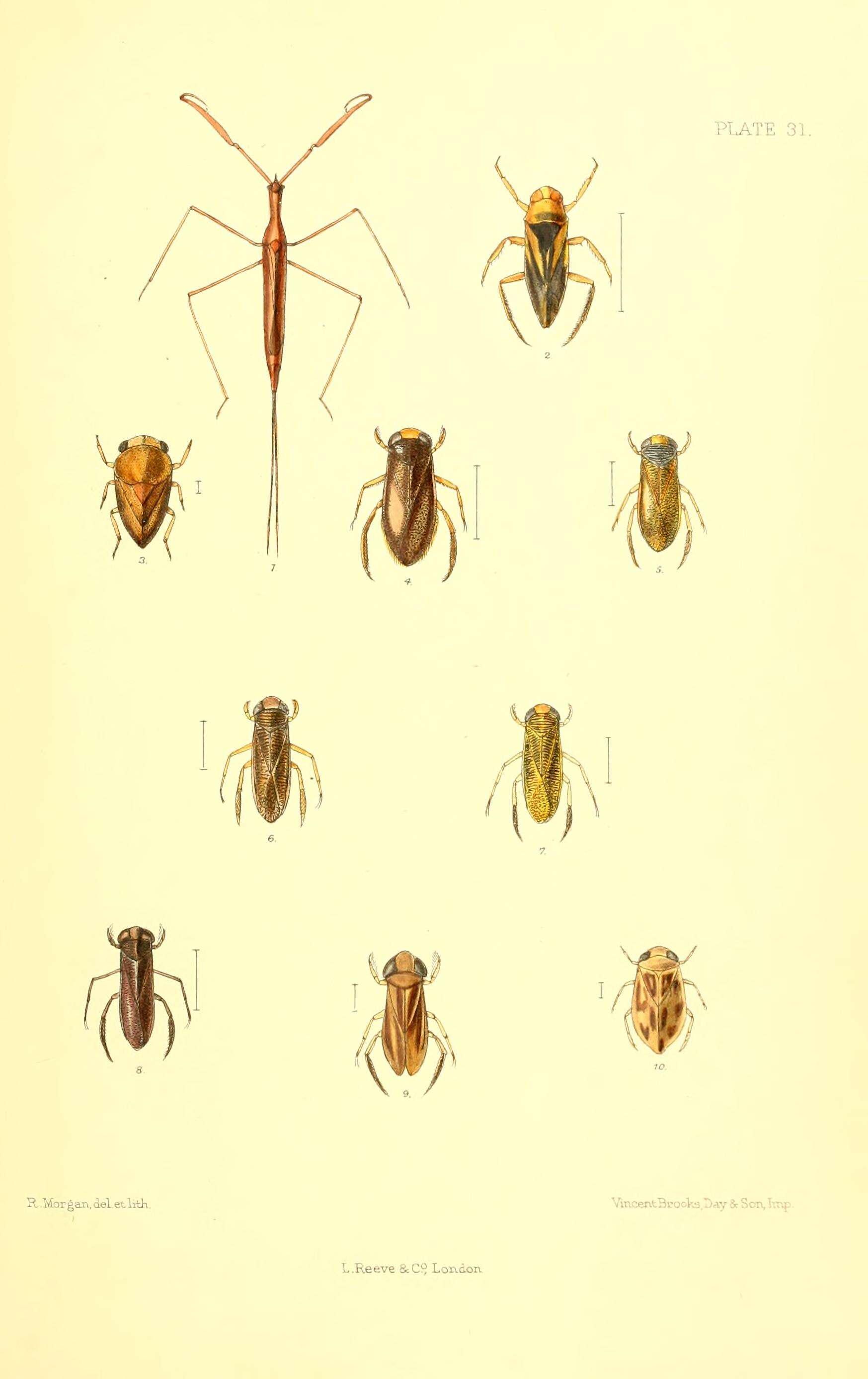 Image of Ranatra linearis (Linnaeus 1758)