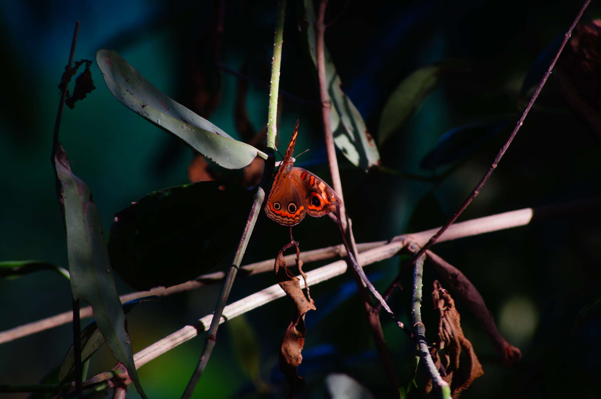 Image of Junonia pacoma