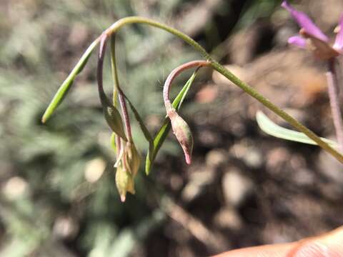 Image of Waltham Creek clarkia