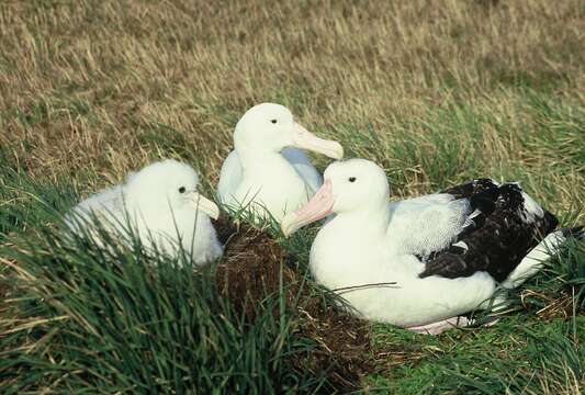 Image of Wandering albatross