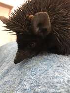 Image of Brandt's Hedgehog