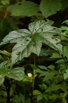 Image of Begonia oxyloba Welw. ex Hook. fil.