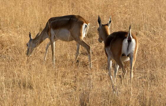 Image de Antilope Pallas 1766