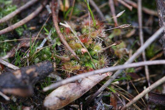 Image of Drosera mannii Cheek