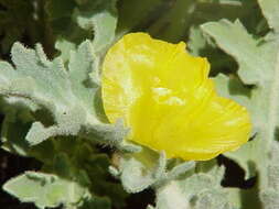 Image of Yellow Horned Poppy