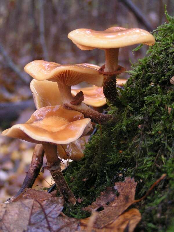 Imagem de Kuehneromyces mutabilis (Schaeff.) Singer & A. H. Sm. 1946