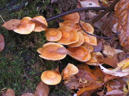 Imagem de Kuehneromyces mutabilis (Schaeff.) Singer & A. H. Sm. 1946