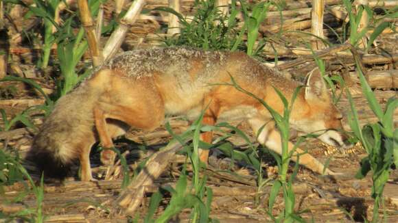 Image de Renard Véloce