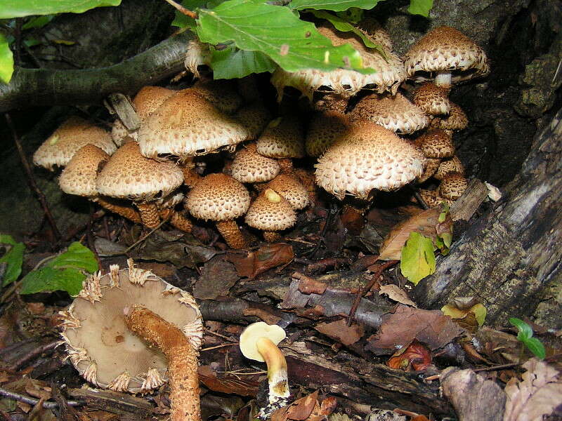 Pholiota squarrosa (Vahl) P. Kumm. 1871 resmi