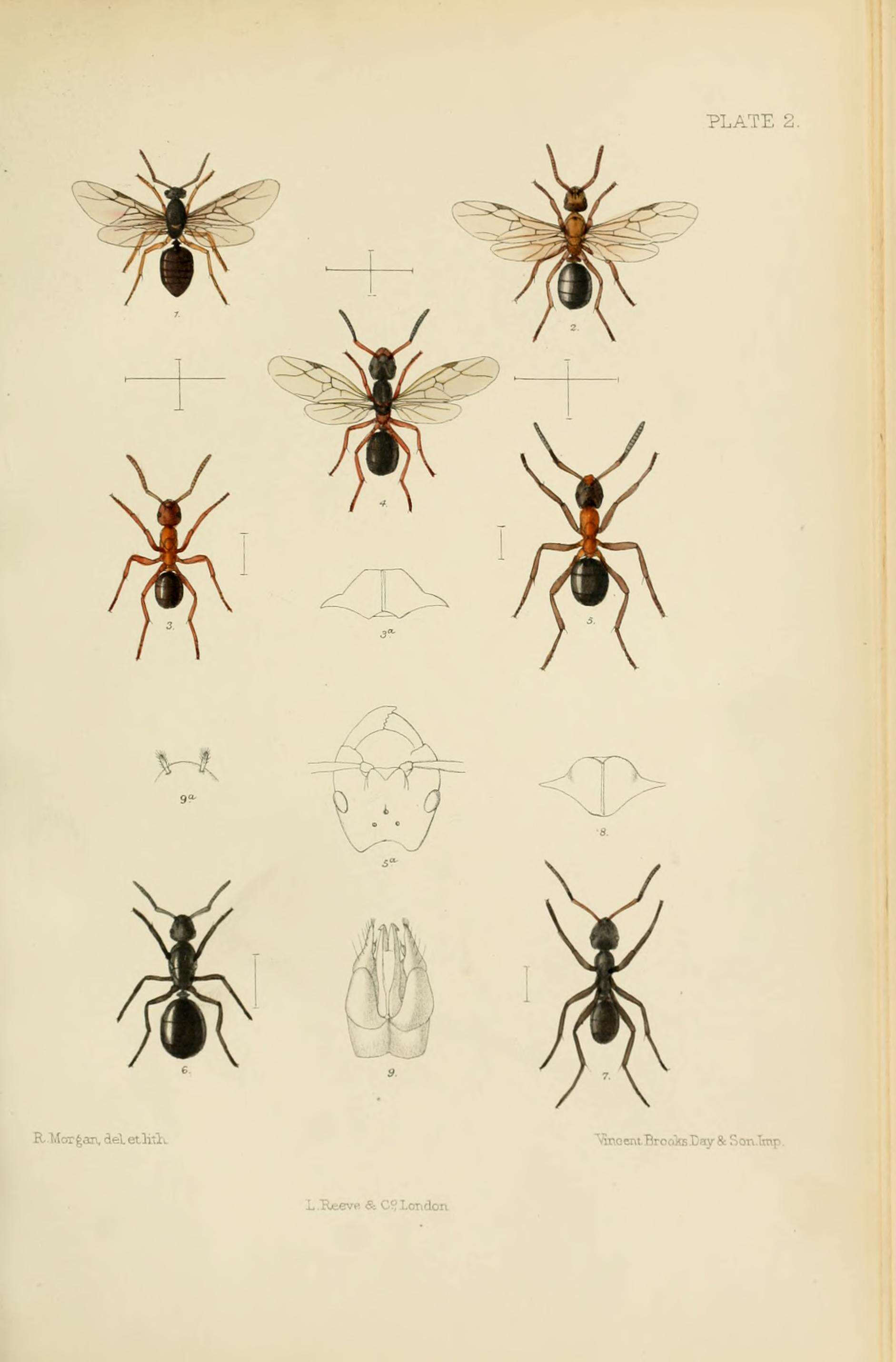 Image of Formica sanguinea Latreille 1798