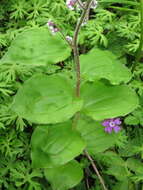 Слика од Maianthemum szechuanicum (F. T. Wang & Tang) H. Li