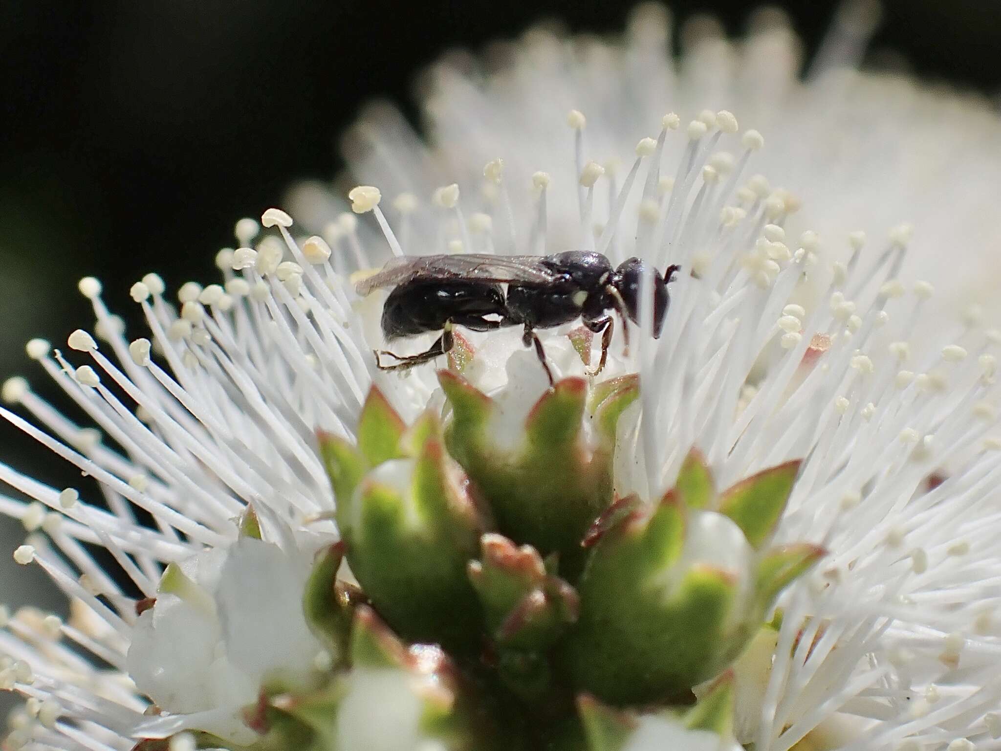 Image of Hylaeus perhumilis (Cockerell 1914)