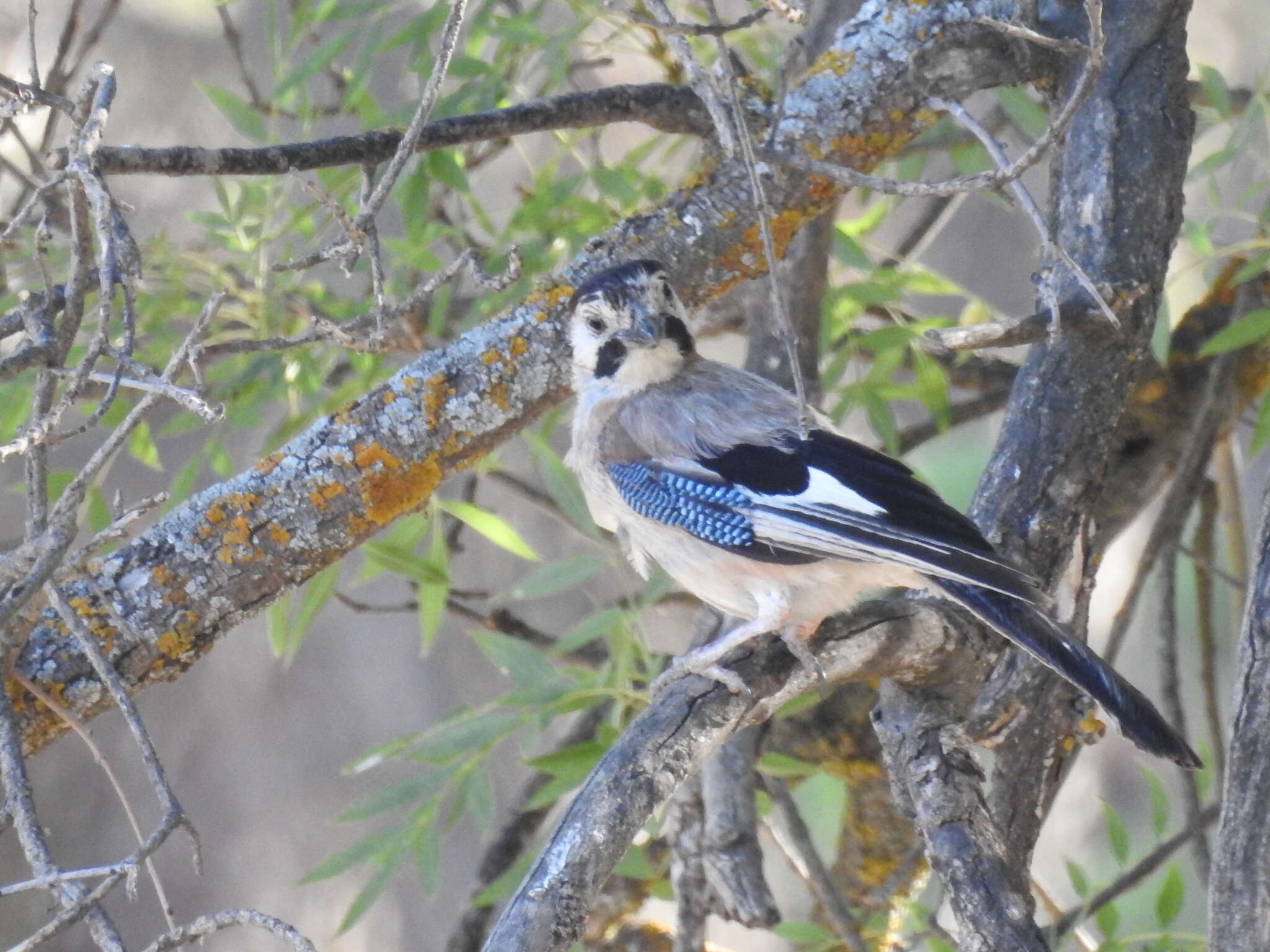 Sivun Garrulus glandarius cervicalis Bonaparte 1853 kuva