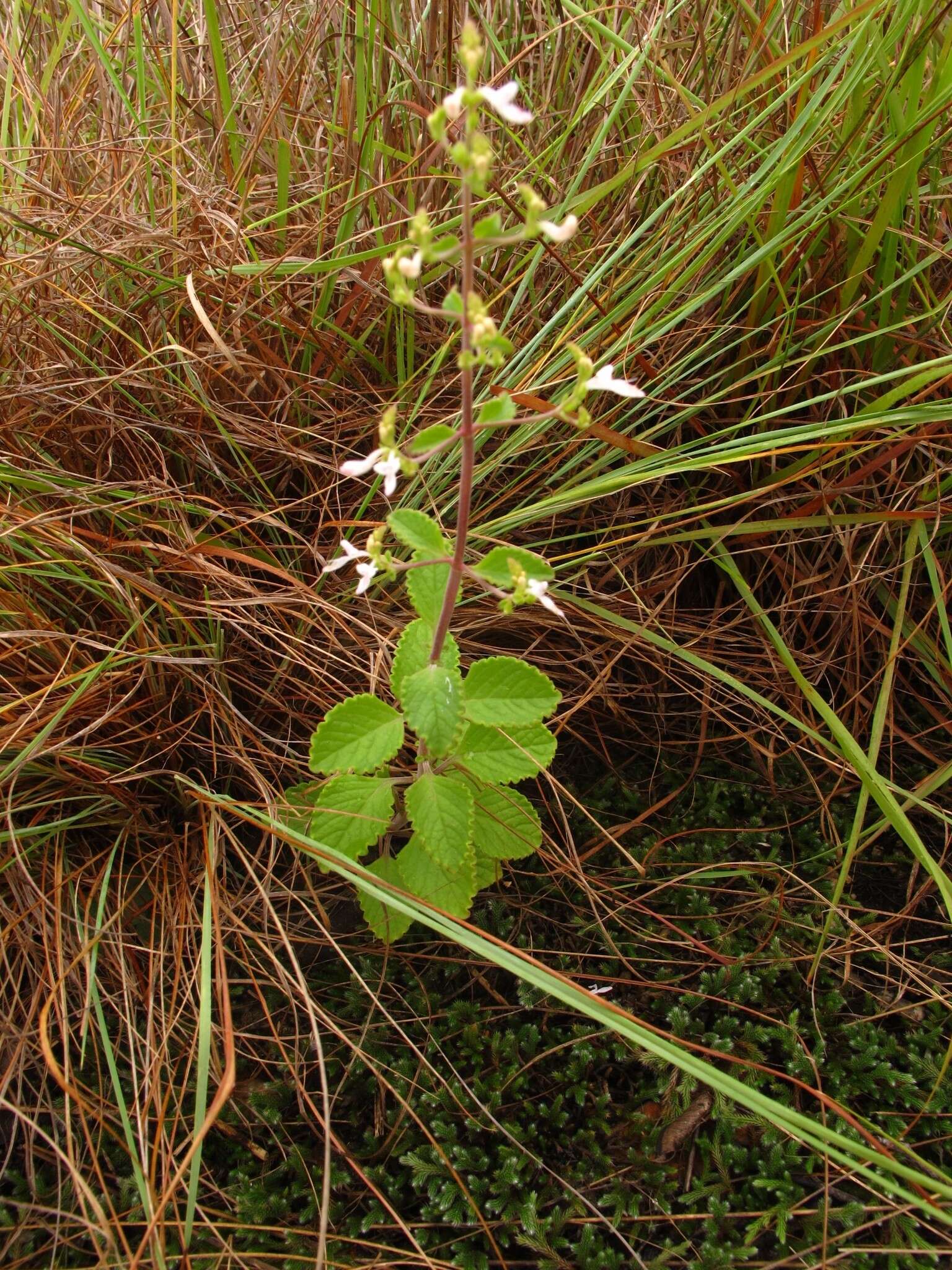 Image of Aeollanthus rehmannii Gürke