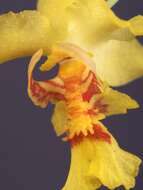 Image de Lockhartia lunifera (Lindl.) Rchb. fil.
