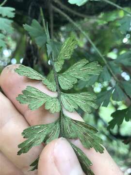 Imagem de Asplenium praemorsum Sw.