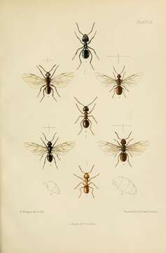 Image de Lasius mixtus (Nylander 1846)