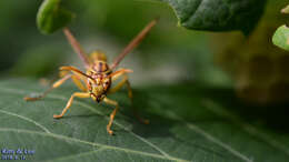 Parapolybia varia (Fabricius 1787)的圖片