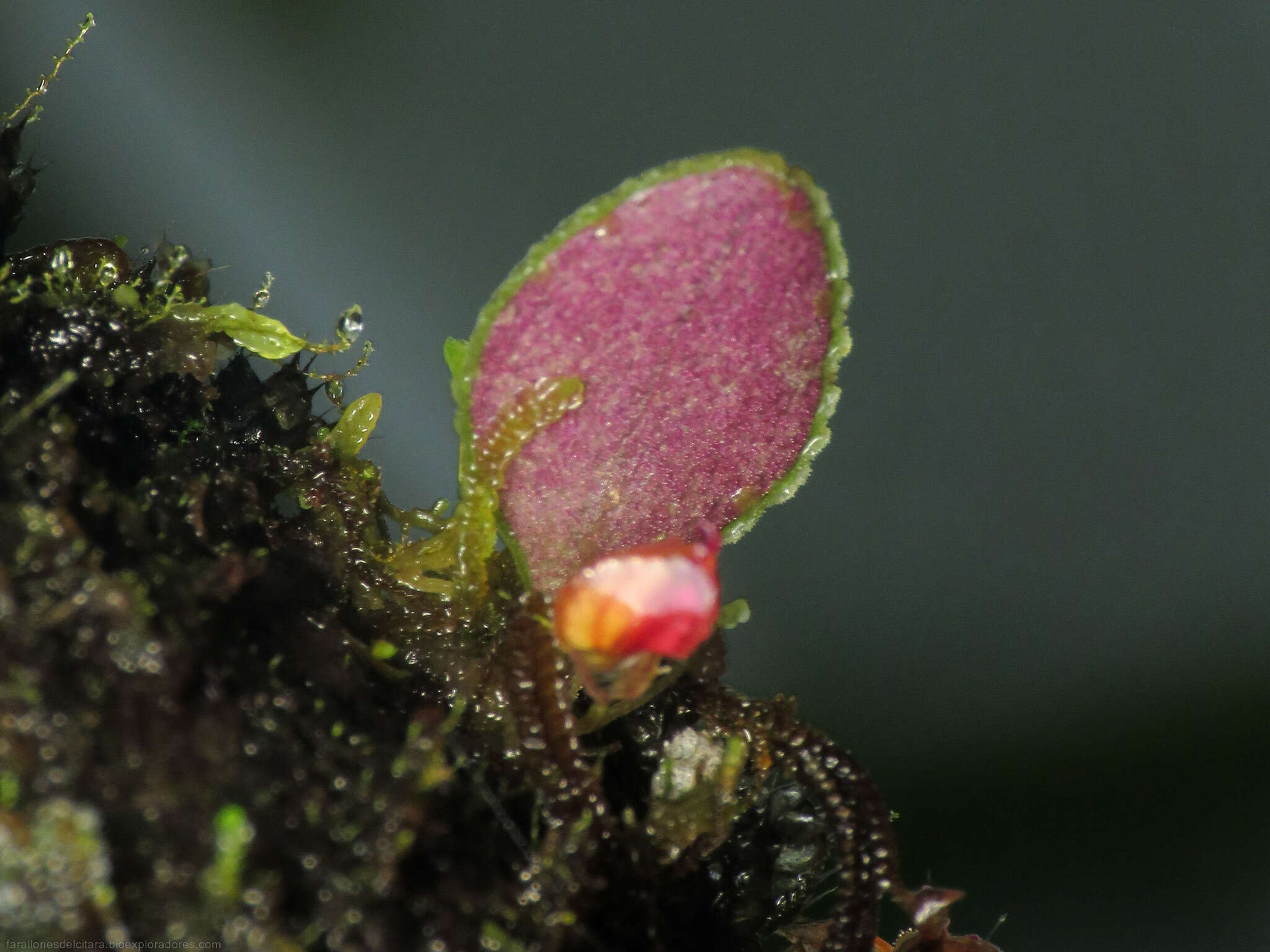 Image of Lepanthes lycocephala Luer & R. Escobar