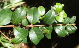 Image of Chilean Myrtle