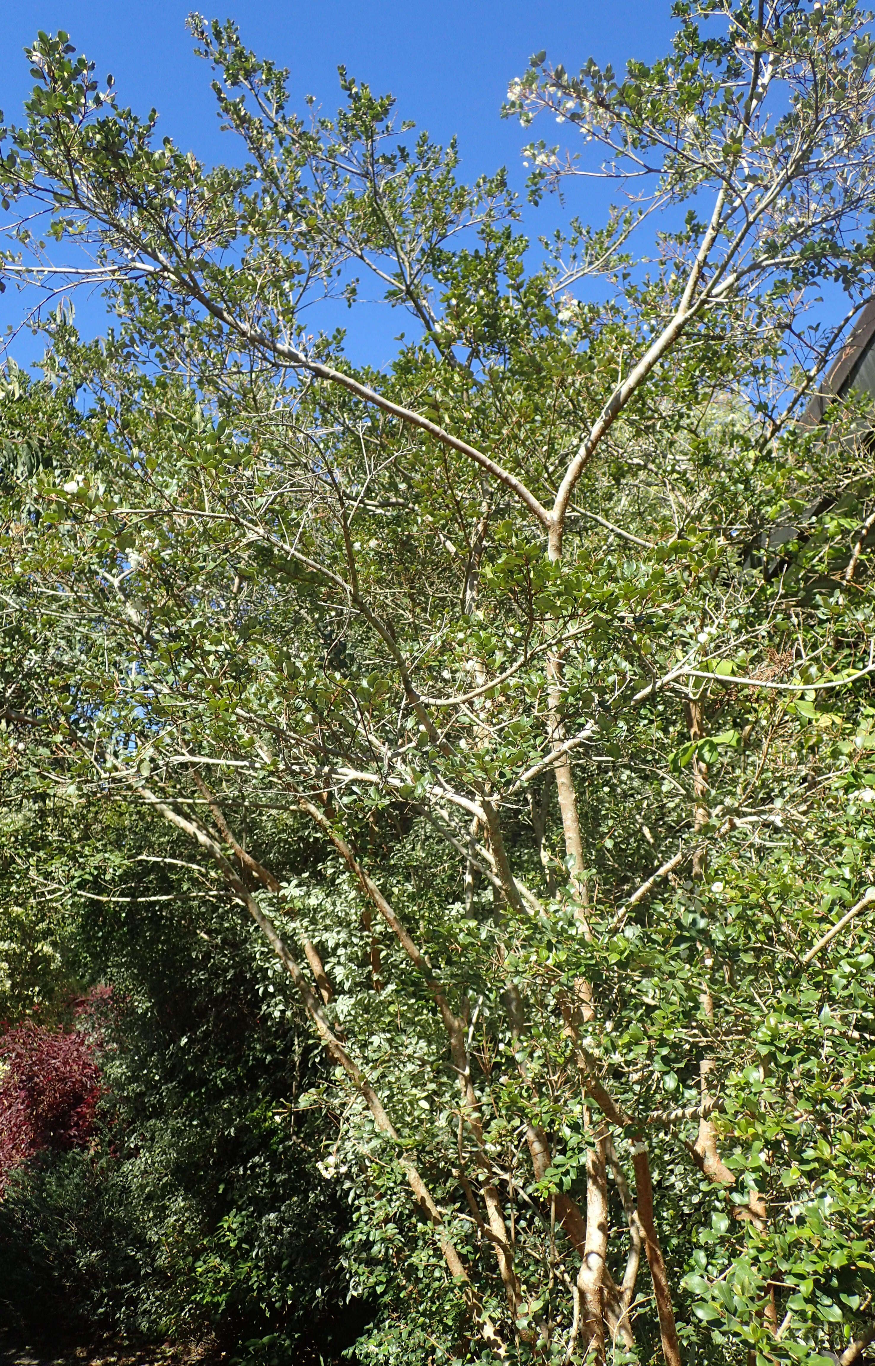 Image of Chilean Myrtle