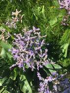 Image of Mediterranean sea lavender