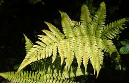 Image of Autumn fern