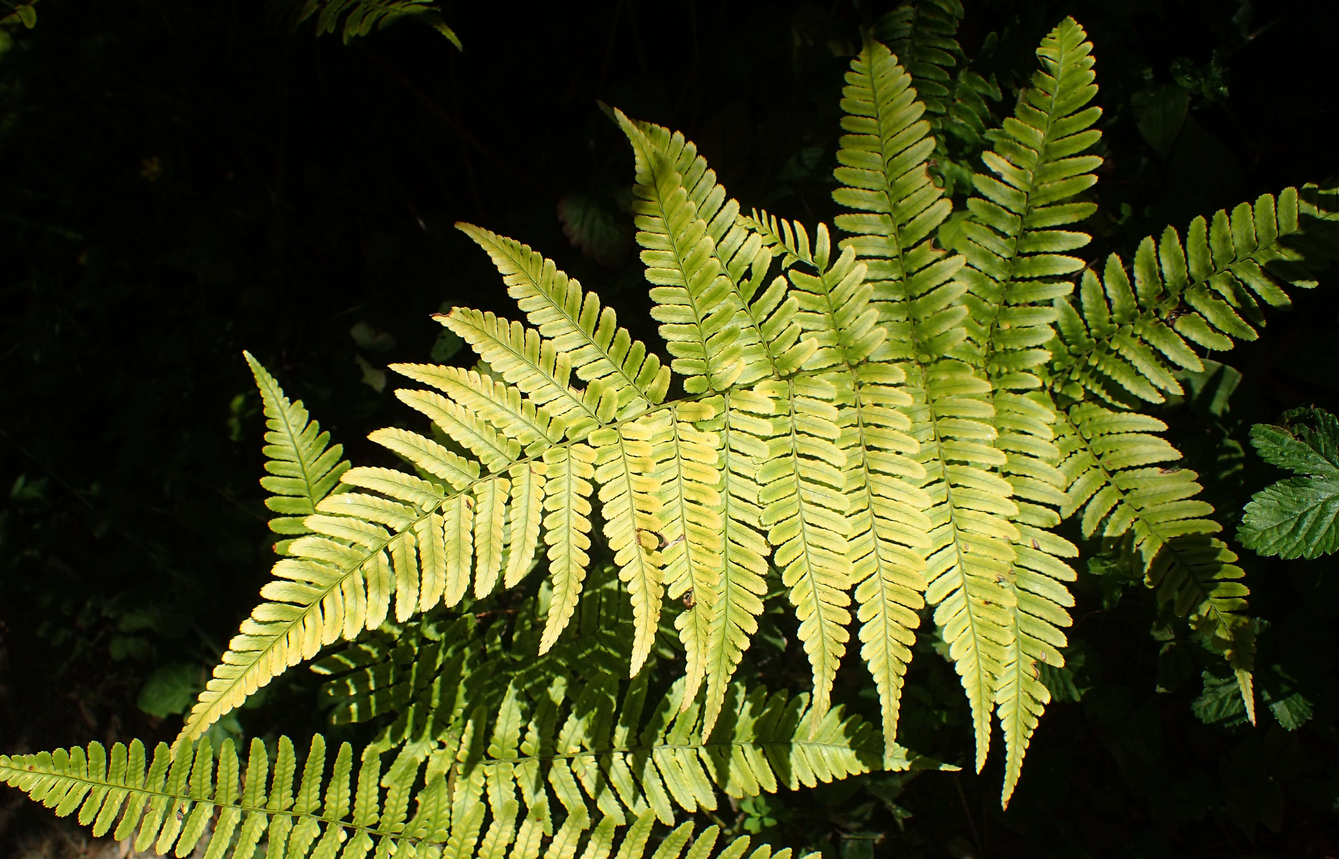 Image de Dryopteris erythrosora (D. C. Eat.) O. Kuntze